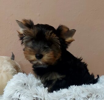 Yorkshire terrier - 3