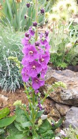 Divizna brunátná - Verbascum phoeniceum 1000 semen 50 Kč - 3