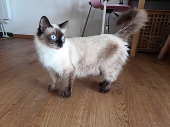 Ragdoll bez PP kotě/kocourek - 3