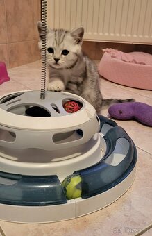 Britská koťátka WHISKAS - 3