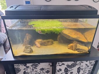 Axolotl 3x plus akvarko - 3