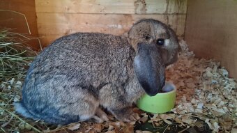 Zakrslý beránek s PP - mláďata - 3