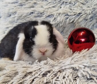 Minilop - anglický zakrslý beránek s VP - 3