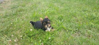 Jorkšírský teriér - 3