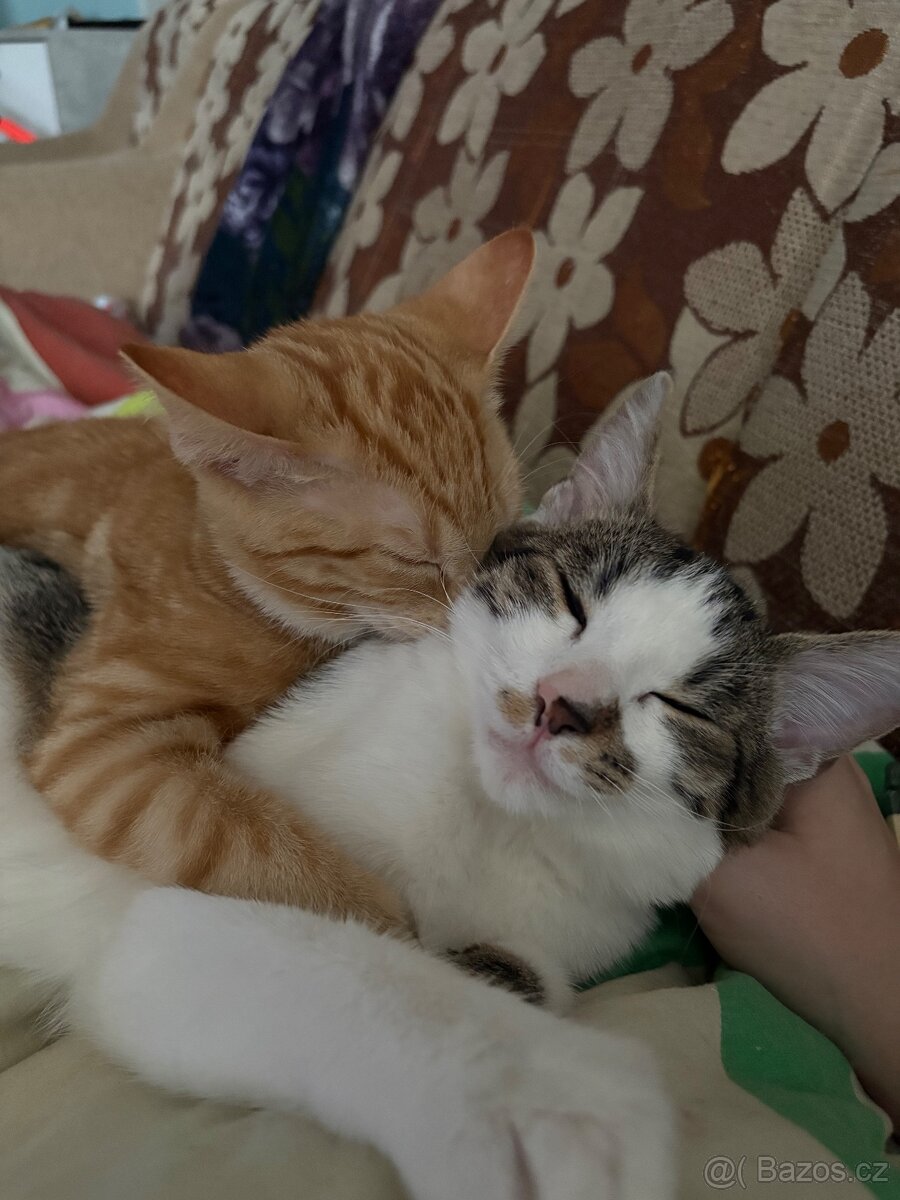 Daruji dva kocoury - 4