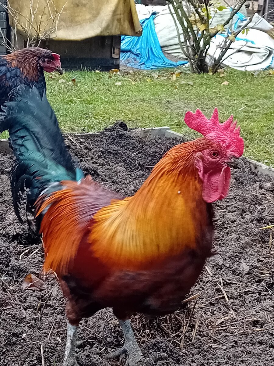 Kohout Česká kropenka,arakauny - 4