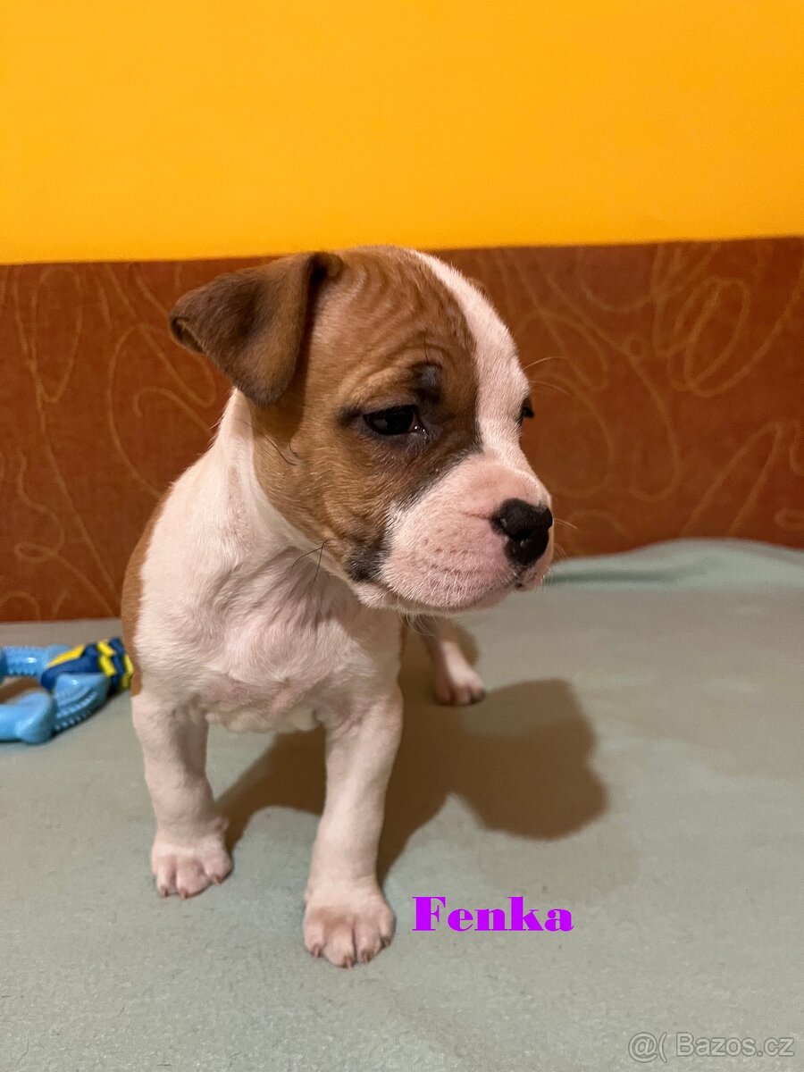 Americky Stafordšírský Terier šteniatka - 4