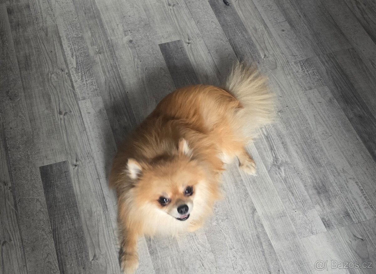 Pomeranian - 4