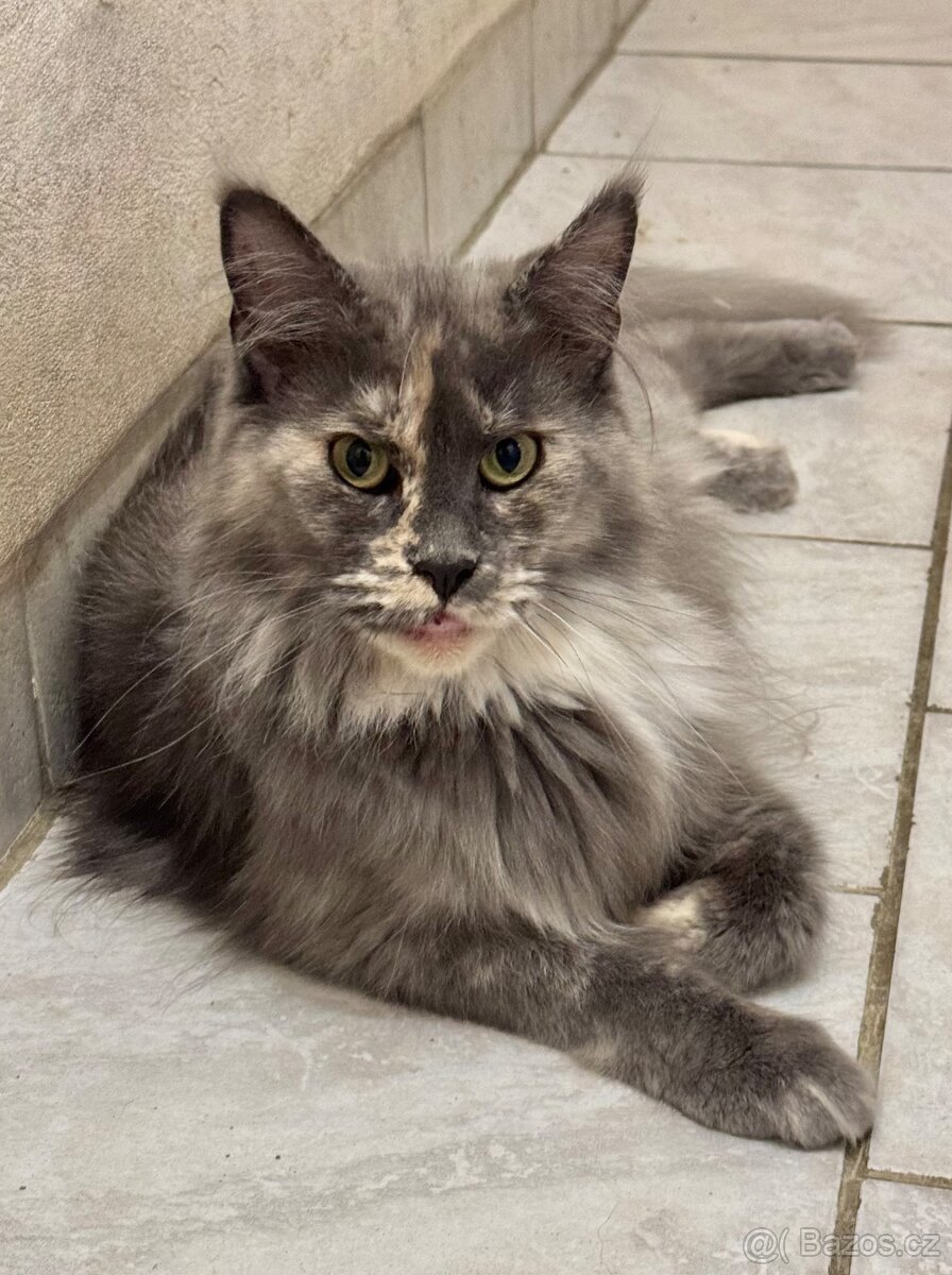 Mainská mývalí - 4