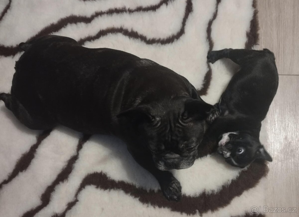 Francouzský buldoček - 4