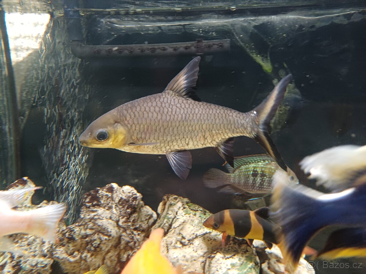 Parmička žraločí - 4