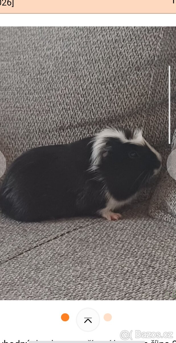 Morče hladkosrsté - 4