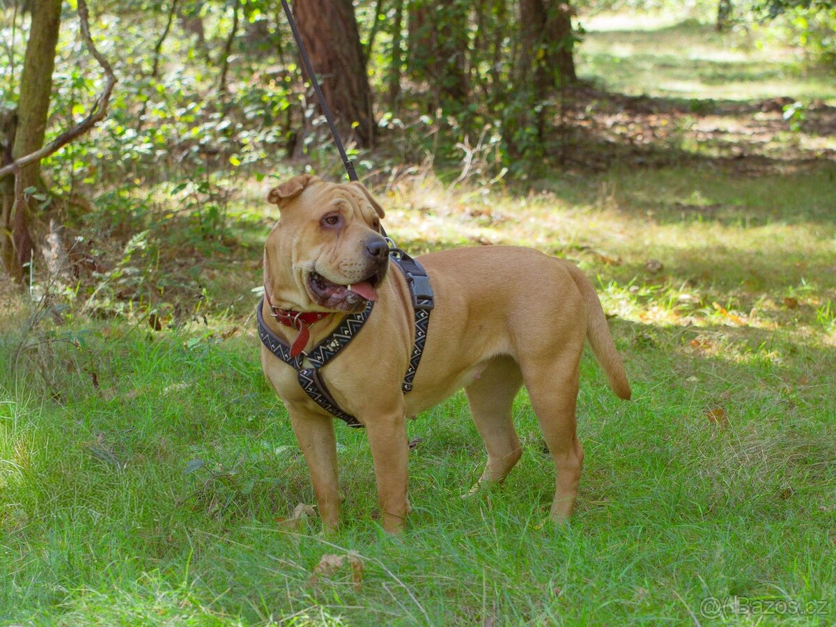 VANILKA K ADOPCI - vděčná, umazlená, CHCE DOMŮ:( - 4