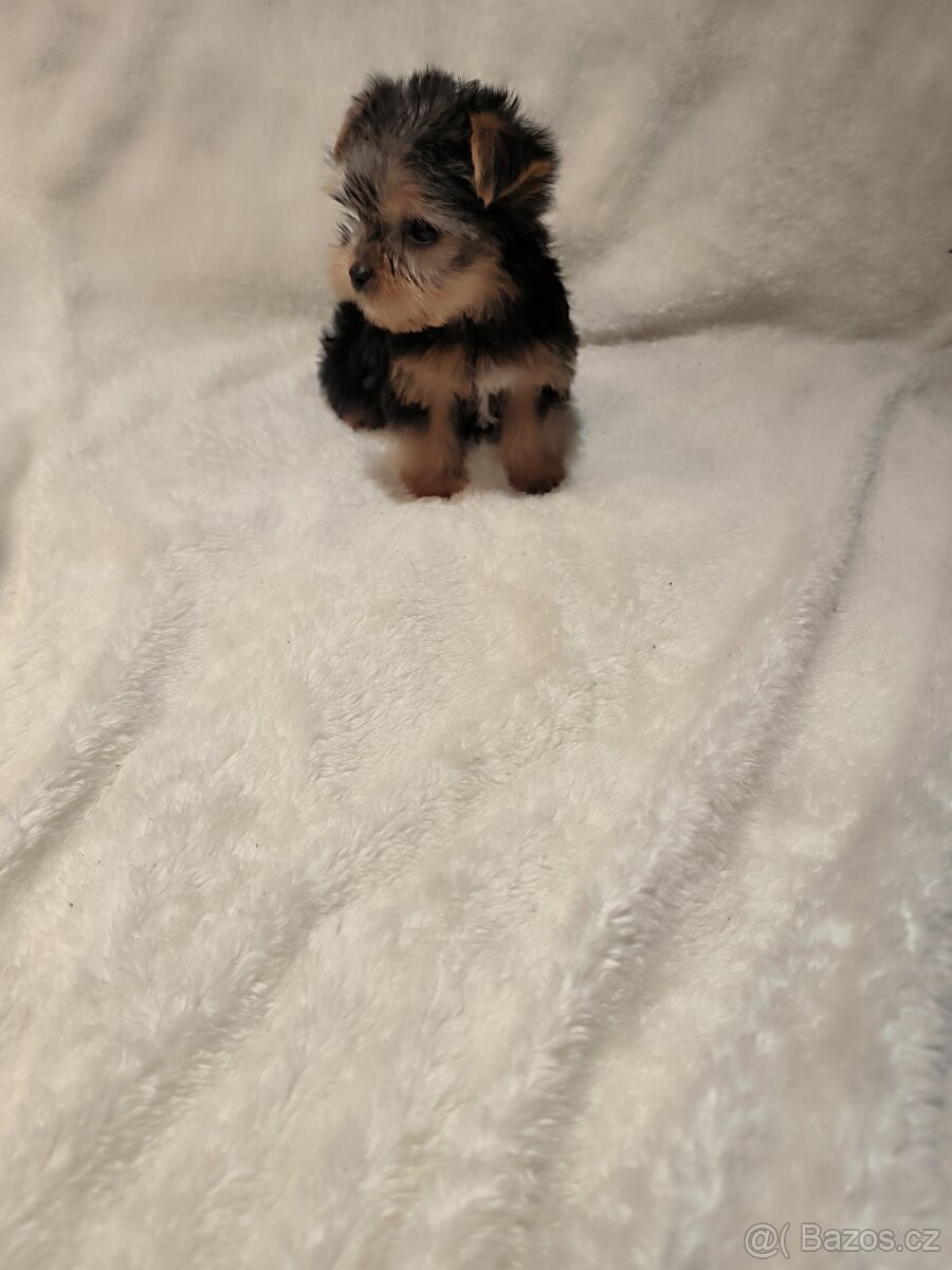 Jorkšírský teríer - 4