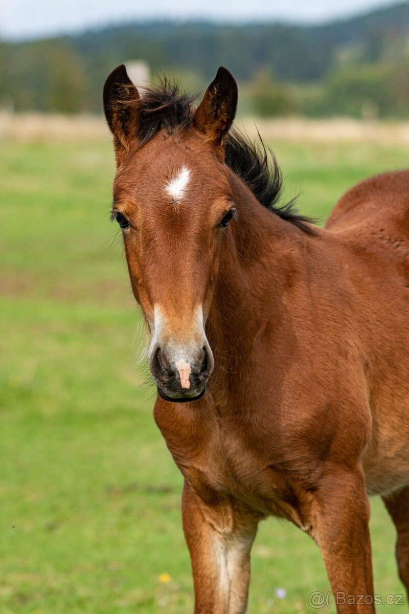 Hřebeček Welsh Cob s PP - 4