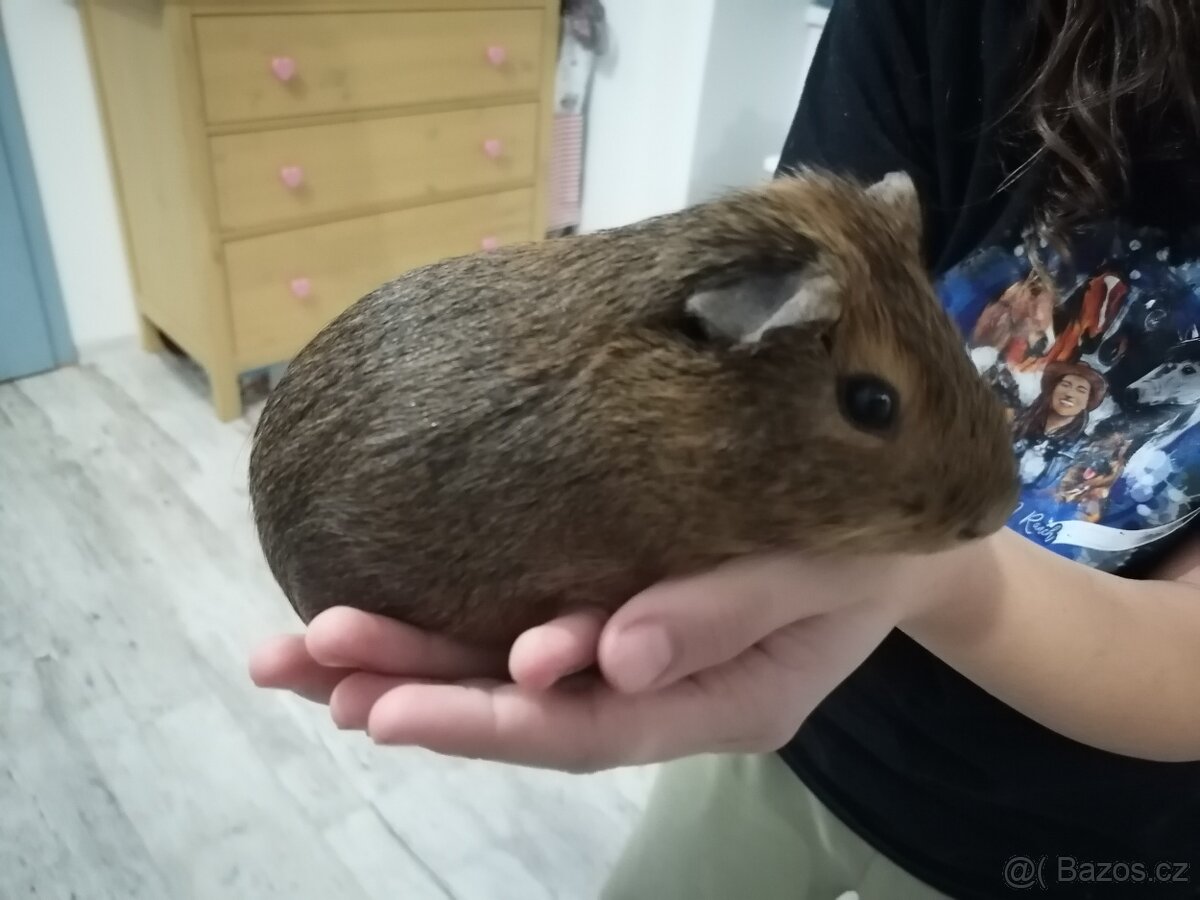 Morčátka - 4
