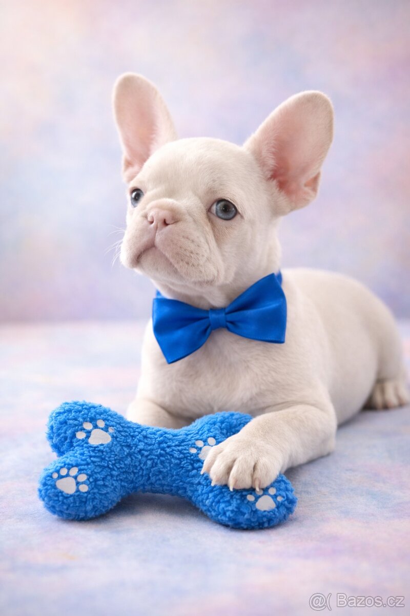 Francouzský buldoček s PP - 4