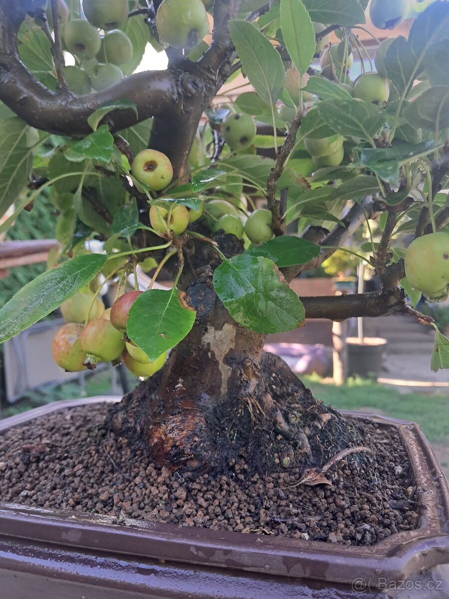 Bonsaj,bonsai Jabloň - 4