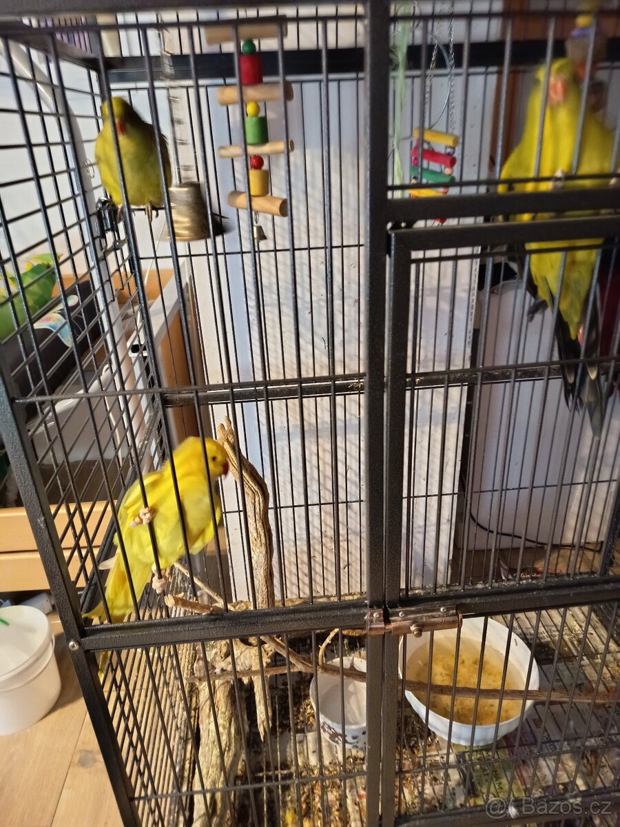 Prodej papoušků - 4