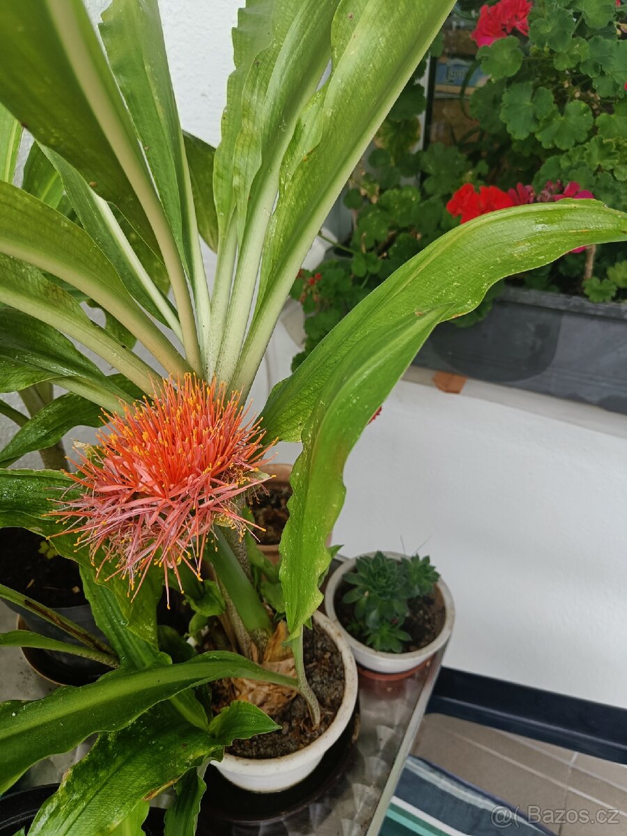 Pokojová květina Krvokvět natálský - 4