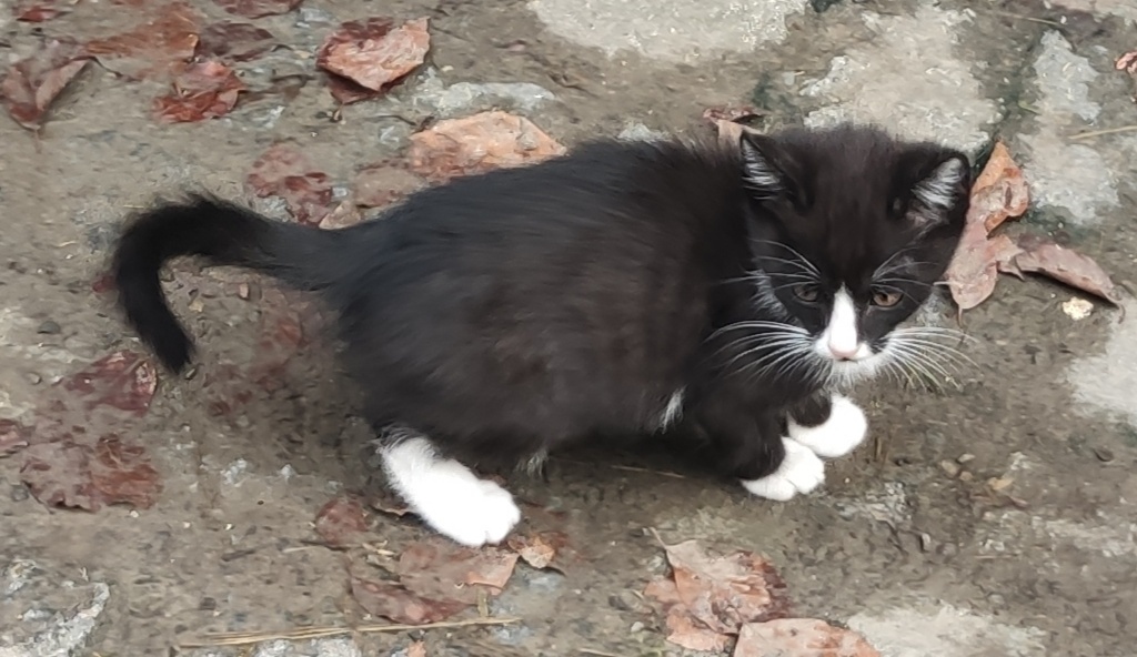 Mainská mývalí - kotě - 4