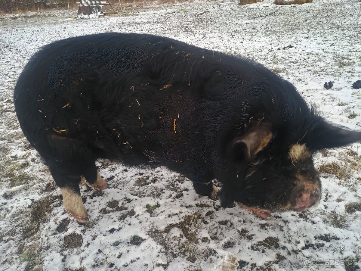 Kune Kune -kanec - 4