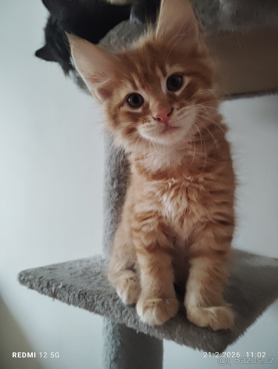 Mainská mývalí - 4