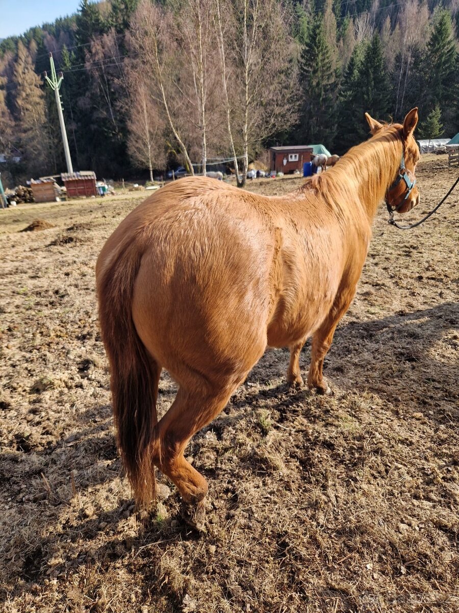 Kobylka QH 2r.barva Red Dun s PP - 4