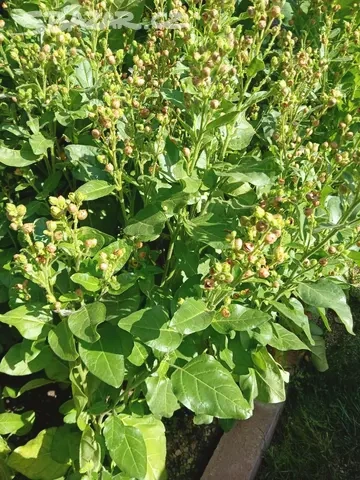 Tabak Virginský semínka - 4