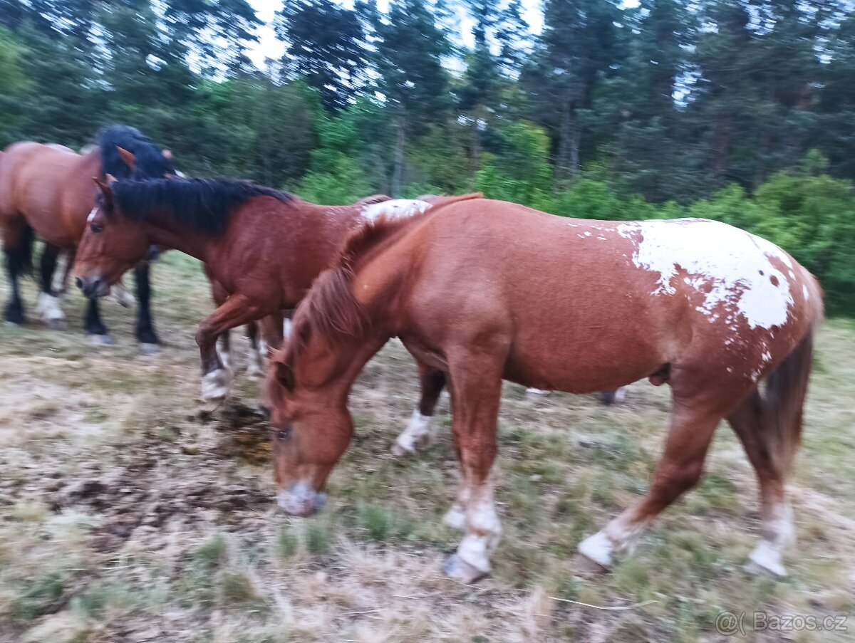 Hříbata - 4