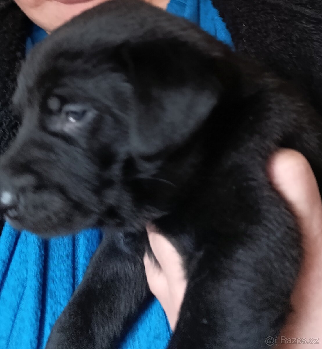 Štěňátka Labradorský retrívr - 4