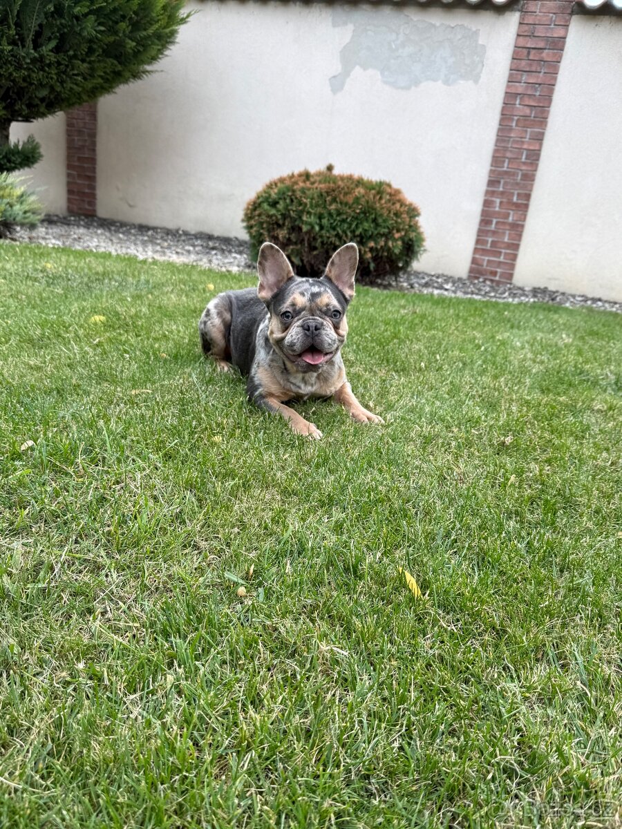Francouzsky buldoček blue tan merle fenka - 4