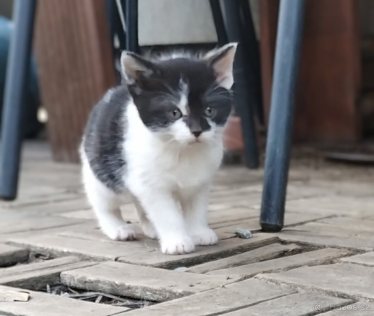 Daruji do dobrých rukou koťátko - 4