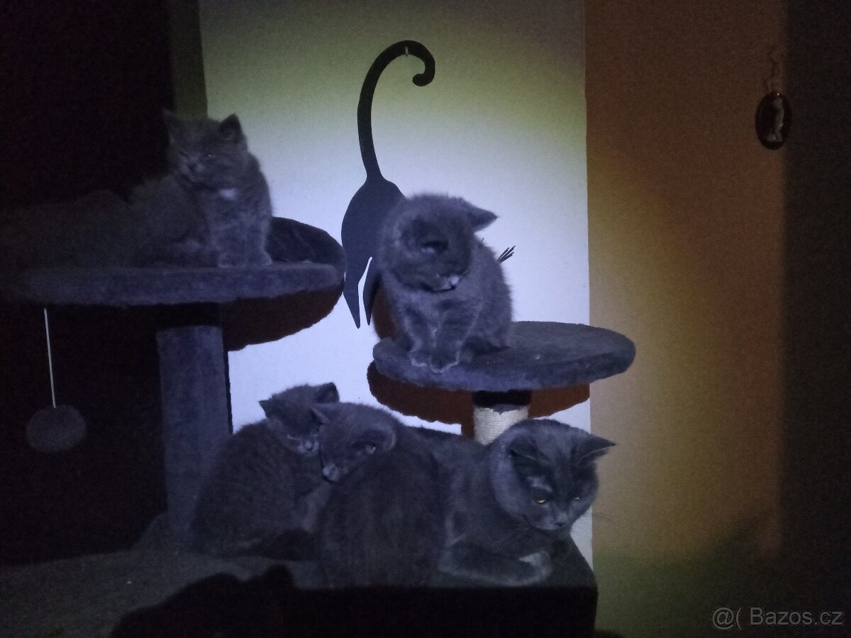 Britská koťátka - 4