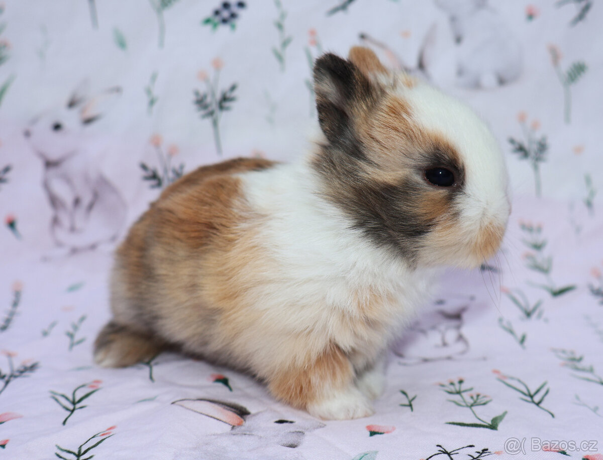 Zakrslý králíček sameček krátkouchý LOT . - 4