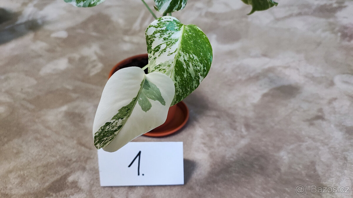 Panašovaná Monstera albo - 4