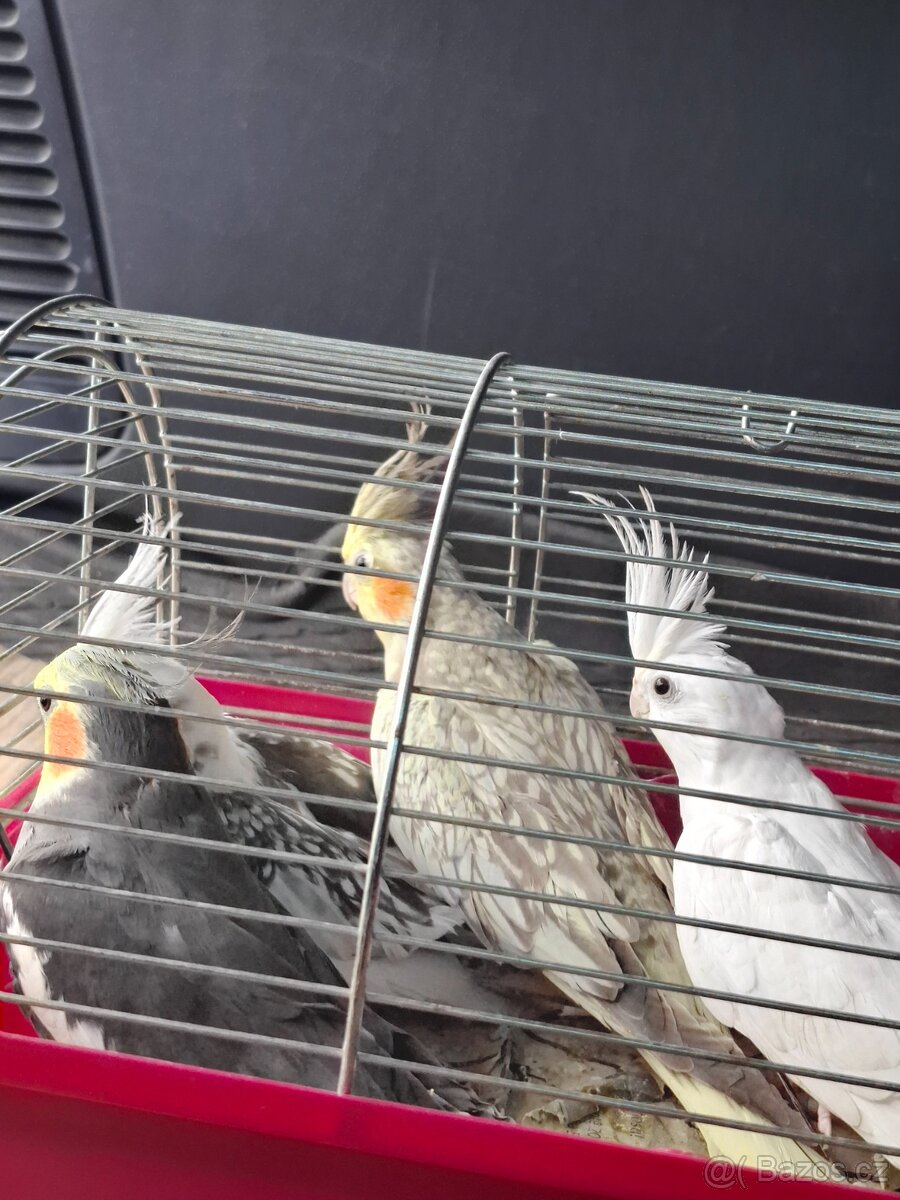 Korela chocholatá a bělohlavá - 4