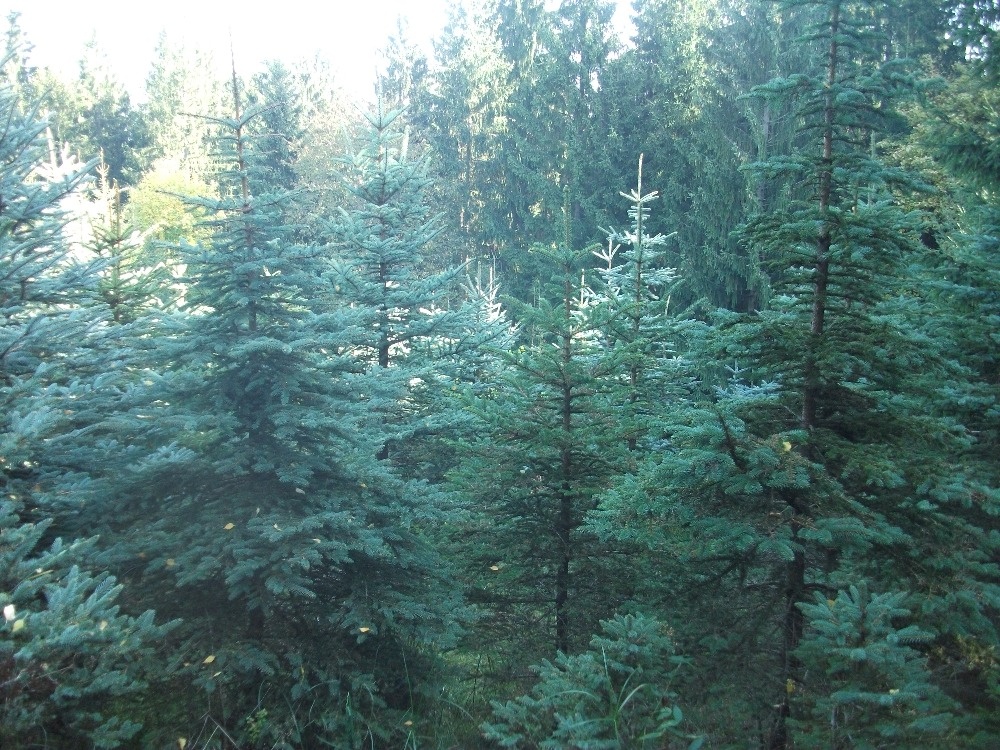 Stříbrný Smrk - 4