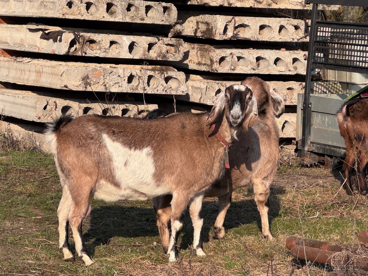 Anglonubijské kozy - 4