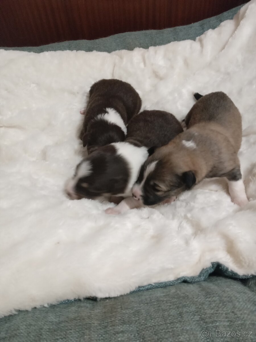 Štěňata Border kolie bez PP - 4
