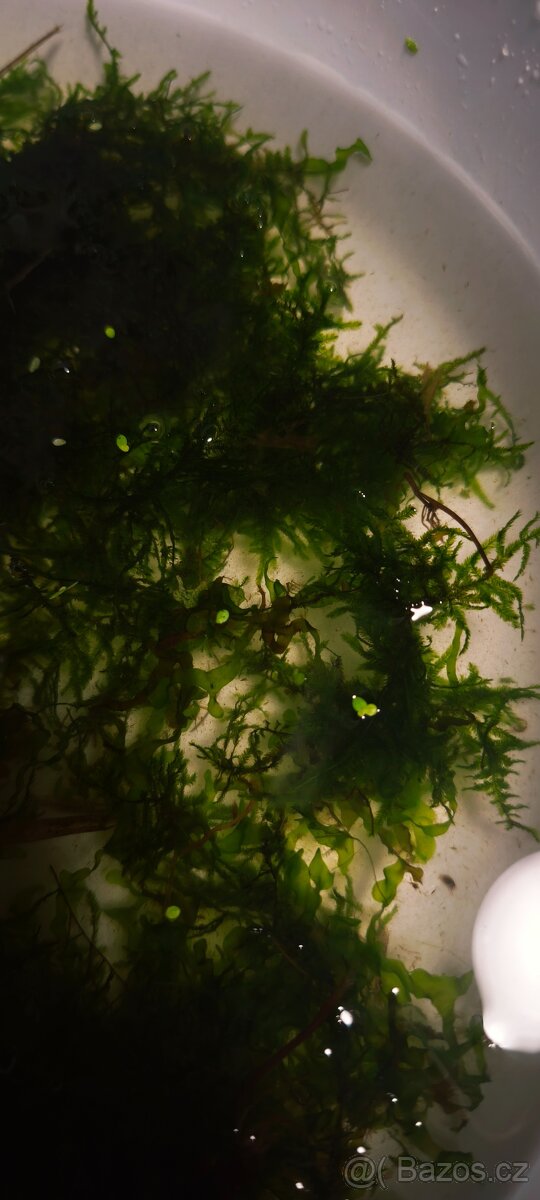 Akvarijní mech - 4
