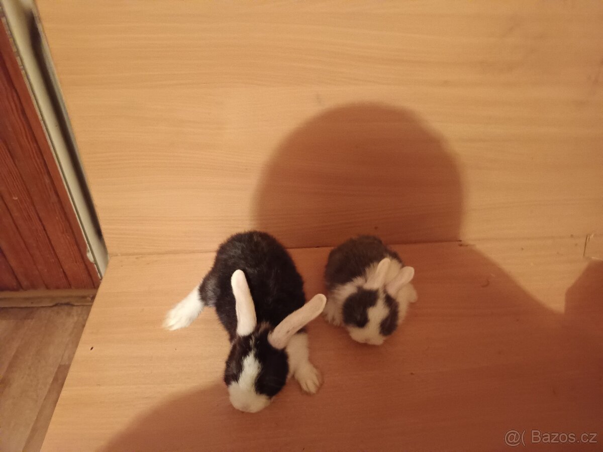 Zakrslý králík - 4