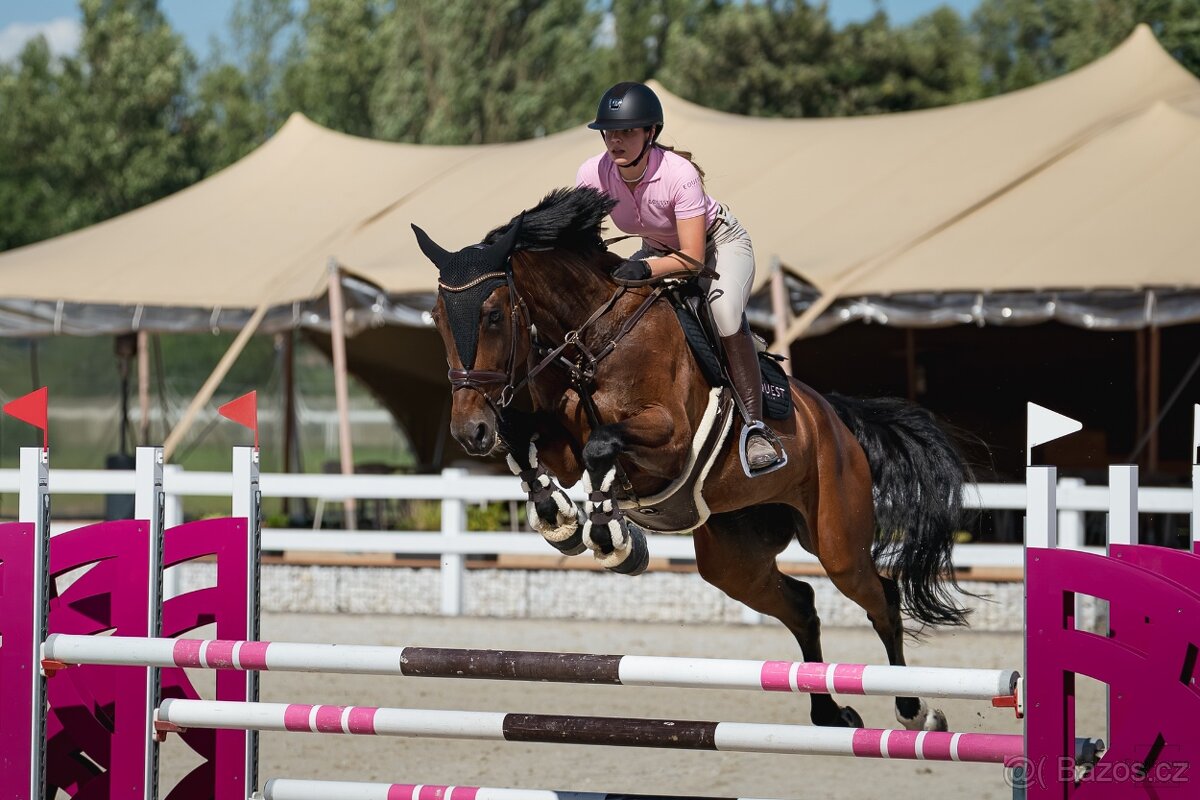 Pronájem sportovního koně - 4