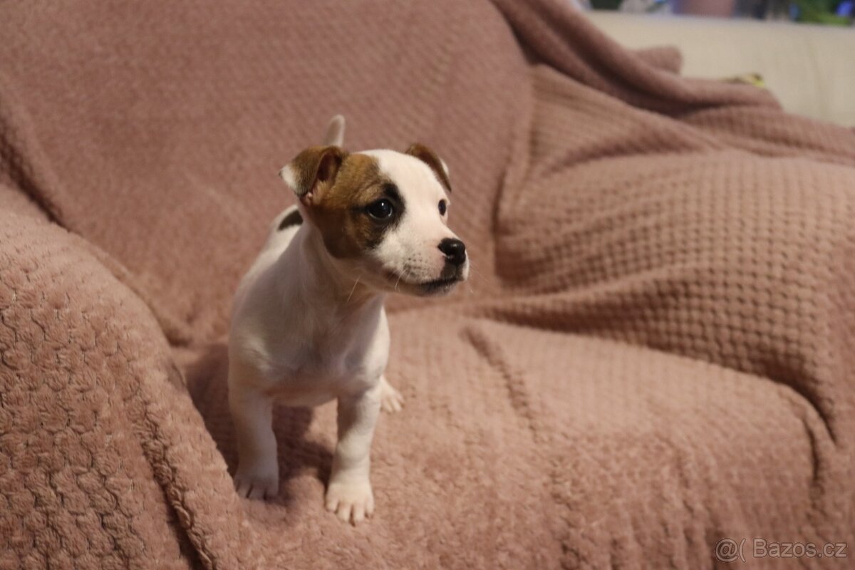 Jack Russell teriér - 4