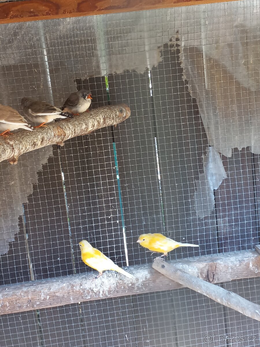 Kanáři, zebřičky - 4