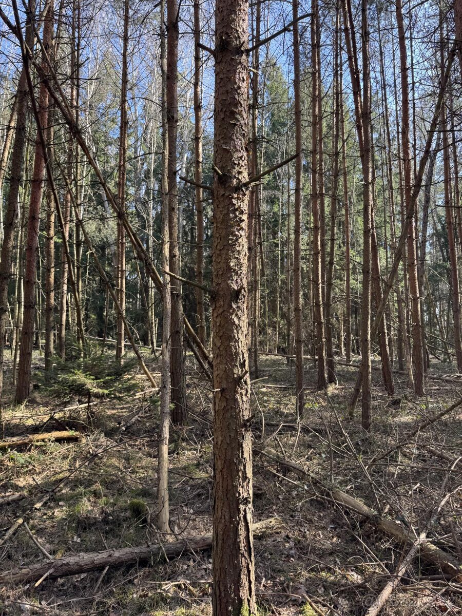 Prodám lesní pozemky v k.ú. Vlastiboř u Soběslavi - 4