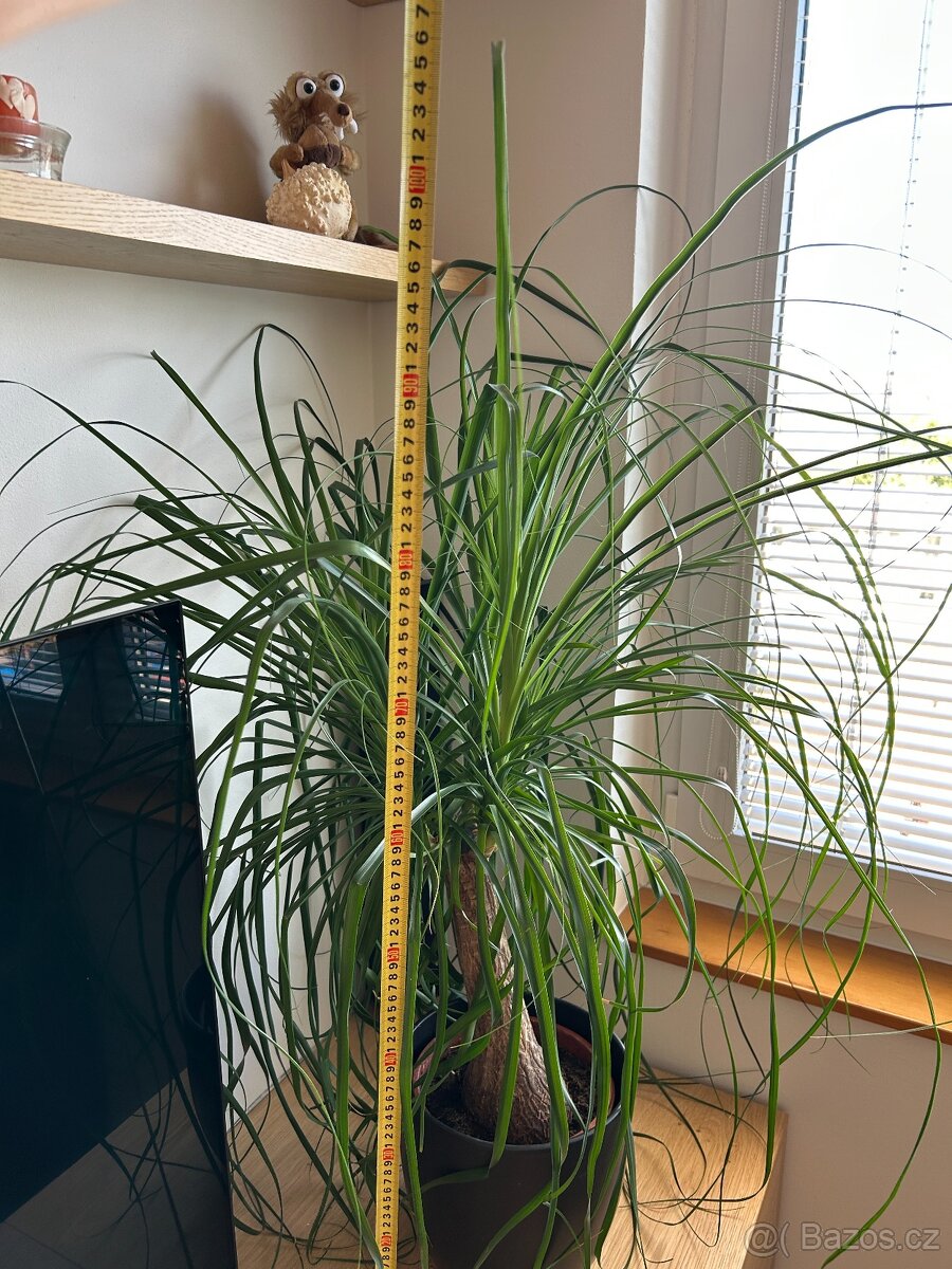 Pokojová rostlina "Sloní noha" - 4