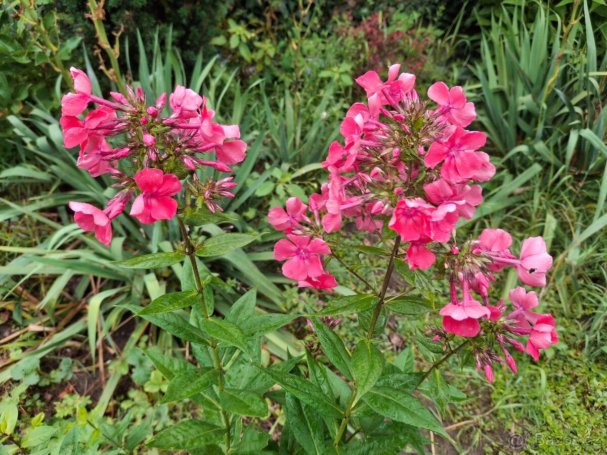 Flox, plamenka latnatá - 4