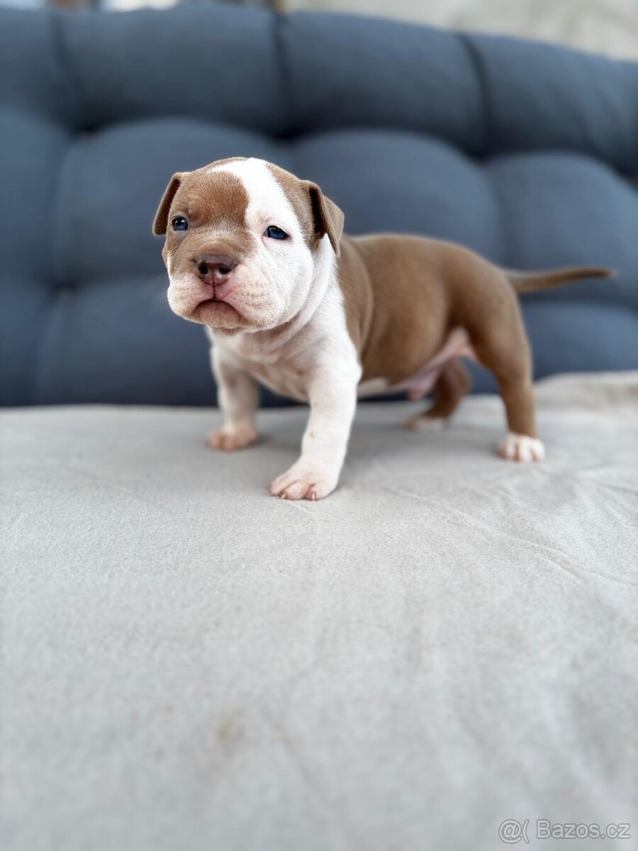 American Bully Pocket - 4