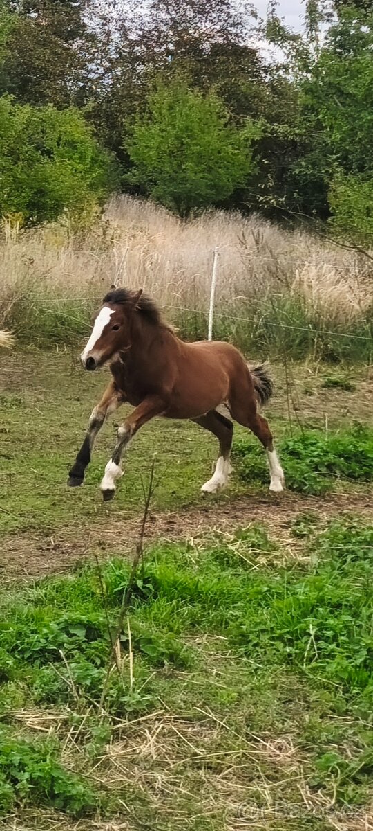 Pony B - irský cob - 4